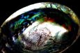画像4: 【浄化皿】美術品としても素晴らしいニュージーランド産アバロンシェル皿 (4)